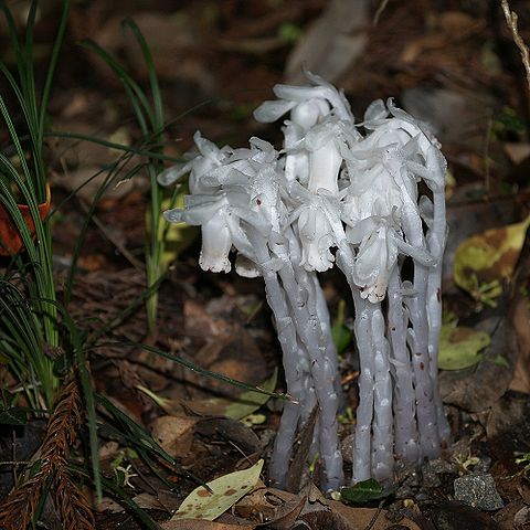 File:Monotropastrum humile.jpg