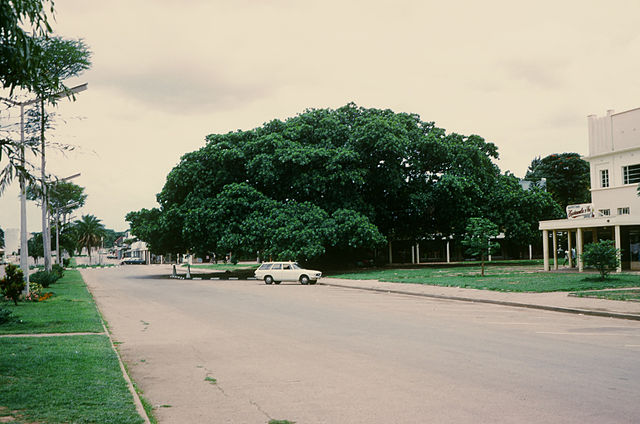 File:Big Tree Natl Mont Kabwe.JPG