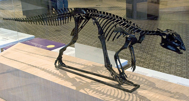 File:HypsilophodonBrussels.jpg