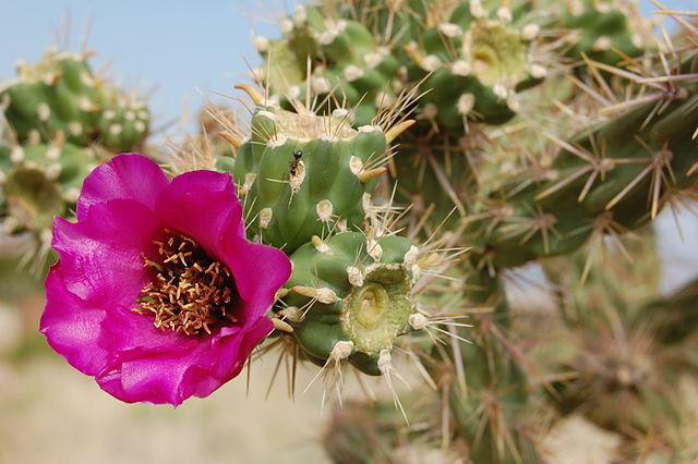 File:Cane cholla, with flower, Albuquerque.JPG