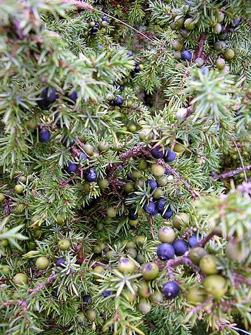 File:Juniperus communis at Valjala on 2005-08-11.jpg