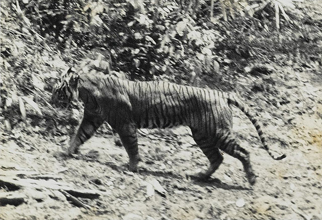 File:Panthera tigris sondaica 01.jpg